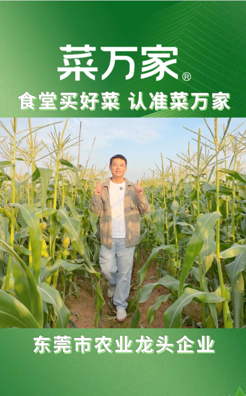 菜万家玉米合作基地