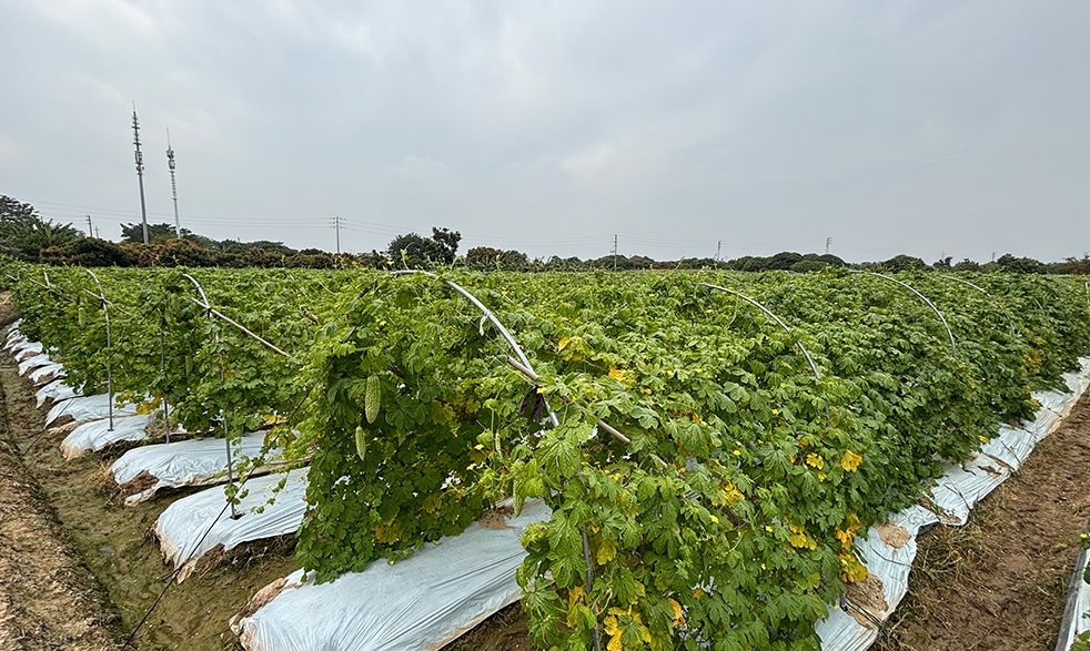 菜万家：源头采购，全网统一价