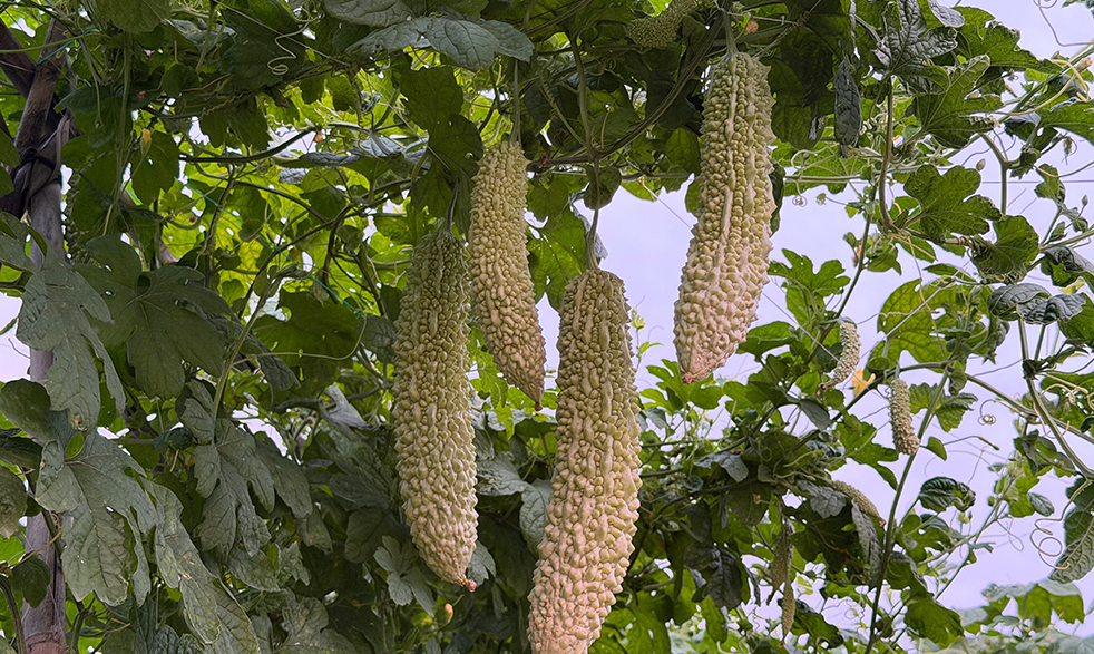 菜万家：一菜一价， 避免以次充好！