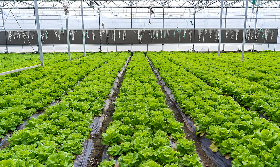 菜万家：我们的菜新鲜、便宜！