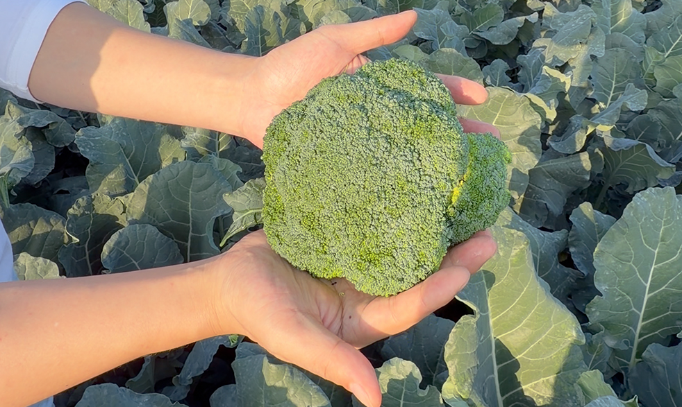 菜万家：西兰花从基地直供！