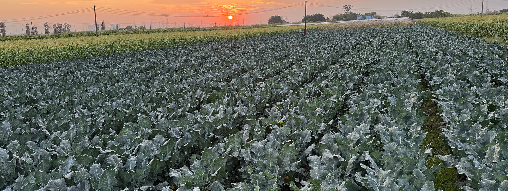 源头采购，全网统一价